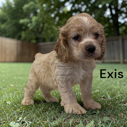 puppy, for, sale, Cocker Spaniel, Joe & Cherri  Overlease, dog, breeder, Miller, MO, dog-breeder, puppy-for-sale, forsale, nearby, find, puppyfind, locator, puppylocator, aca